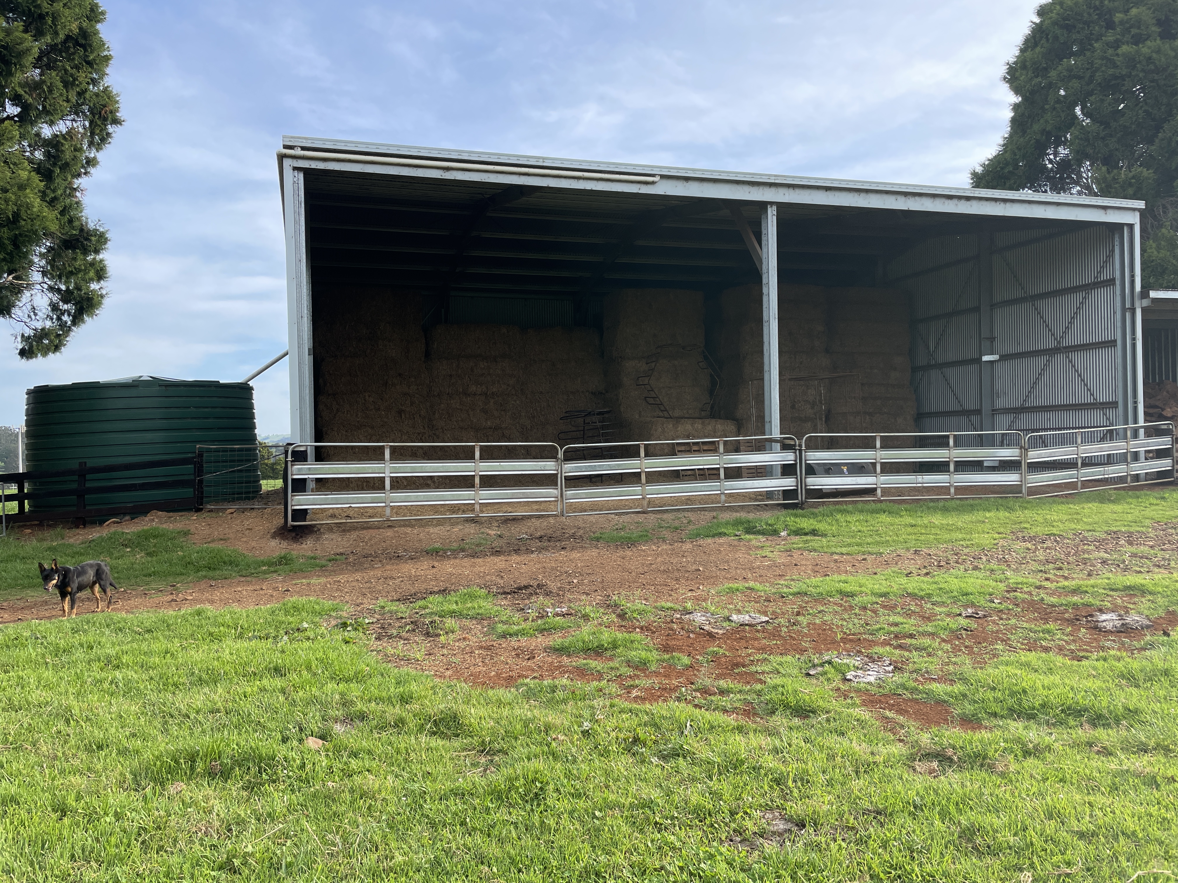 Godfrey D, North Dorrigo, NSW